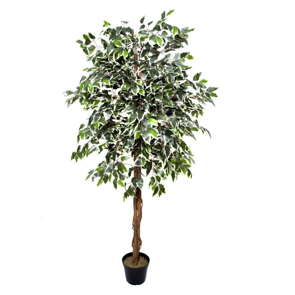 Artificial Variegated Ficus Tree Potted Plant 180cm/6ft