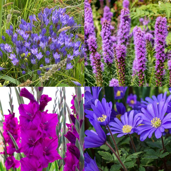 30 Packs Purple Colour Collection Summer Flowering Bulbs 50 Bulbs
