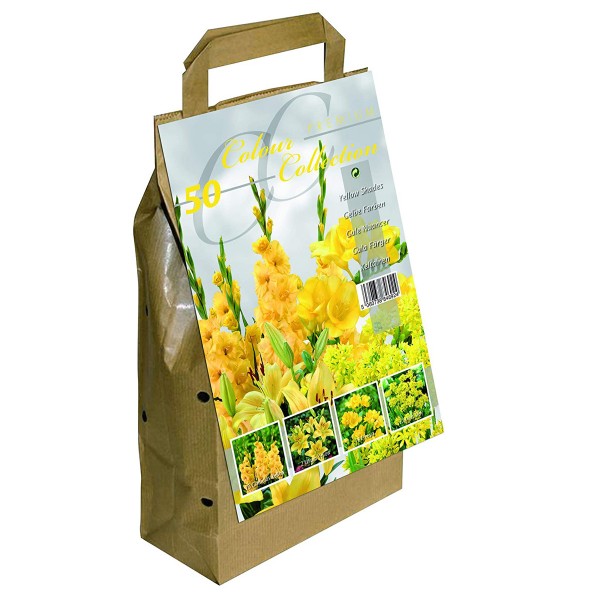 Yellow Colour Collection Summer Flowering Bulbs Pack of 50