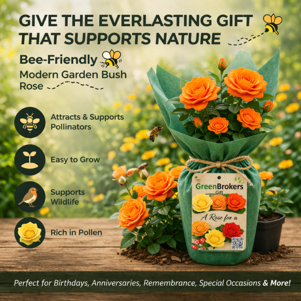 Beautiful Gift Rose - “A Rose to Say Congratulations” - Gift Wrapped - 3L Potted - Five Colour Choices 