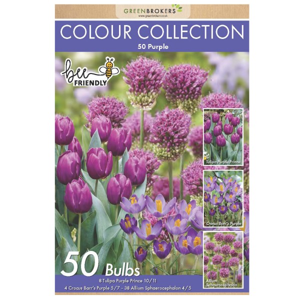 Colour Collection Spring Flower Bulbs-Purple (50 Bulbs) Bee Friendly