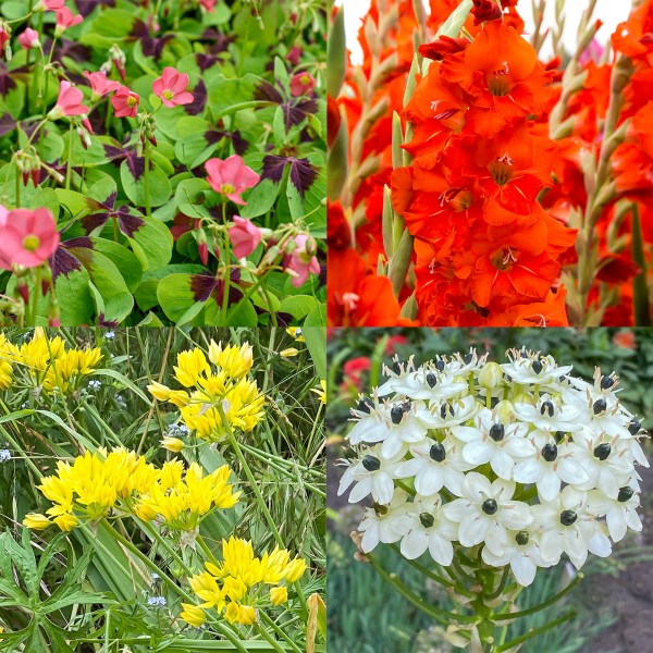 All Summer Long Flowering Bulbs Big Value Pack Mixed Colours (50 Bulbs) - GB1312