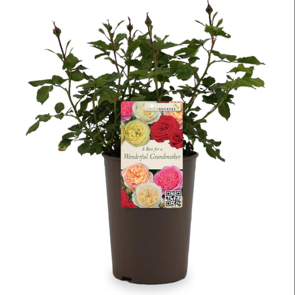 Beautiful Gift Rose - “A Rose for a Wonderful Grandmother” - Gift Wrapped - 3L Potted - Five Colour Choices 