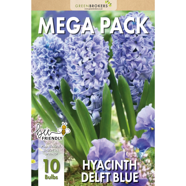 GreenBrokers Delft Blue Hyacinth Bulbs – 10 Dutch Bulbs, Bee-Friendly Gift Bag B1373