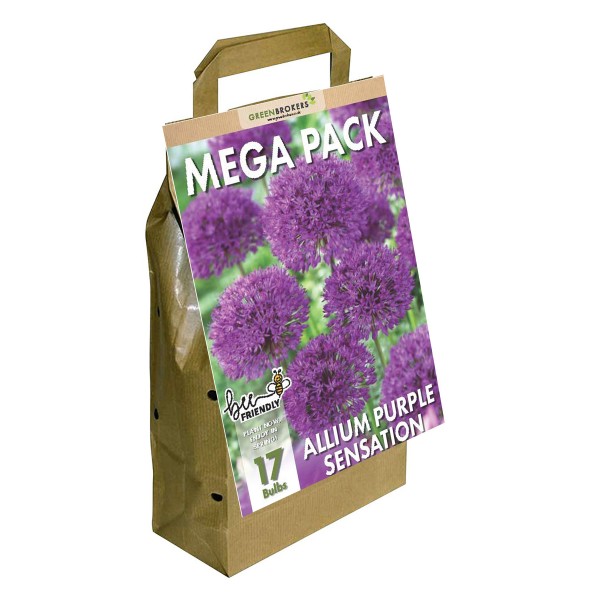 Big Buy Value Pack Allium Bulbs-Purple (17 Bulbs) Bee Friendly 