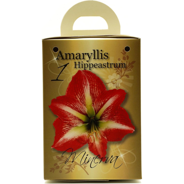 GreenBrokers Red & White Amaryllis Gift Kit – Bulb, Pot & Compost B1223