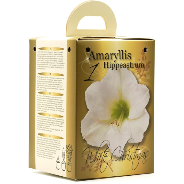 GreenBrokers White Amaryllis Gift Kit – Bulb, Pot & Compost B1224
