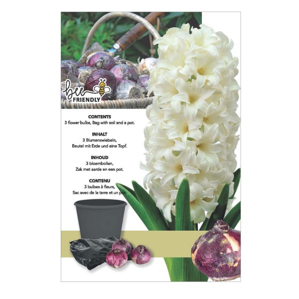 Hyacinth Carnegie Gift Box (3 Bulbs) Bee Friendly OUT OF STOCK
