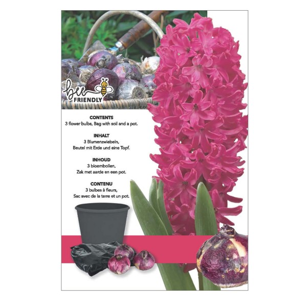 Hyacinth Jan Bos Gift Box (3 Bulbs) Bee Friendly OUT OF STOCK
