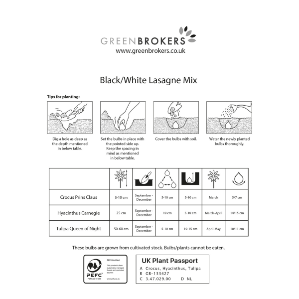 GreenBrokers Black/White Lasagne Mix – 30 Spring Bulbs, Bee-Friendly B1177