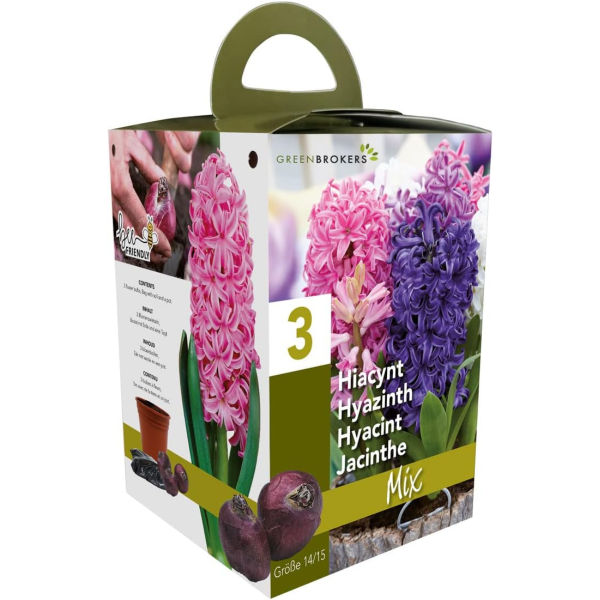 GreenBrokers Hyacinth Gift Box – 3 Mixed Bulbs, Pot & Compost, Bee-Friendly B1378