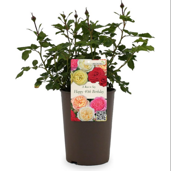 Beautiful Gift Rose - “A Rose to Say Happy 40th Birthday”- Gift Wrapped - 3L Potted - Five Colour Choices 