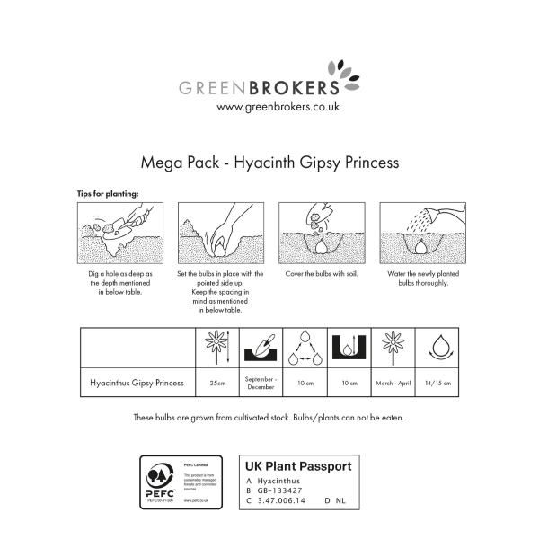 GreenBrokers Yellow Hyacinth Bulbs – Gipsy Princess (10 Pack), Bee-Friendly B1375