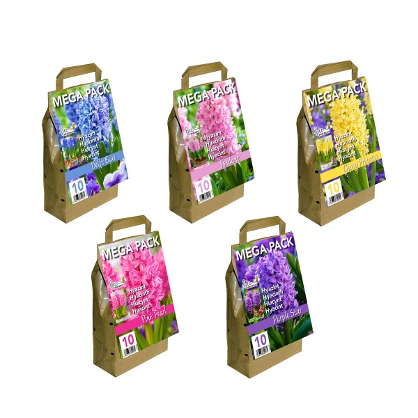 Colour Collection Spring Flowering bulbs -Lilac (25 Bulbs) Bee Friendly 