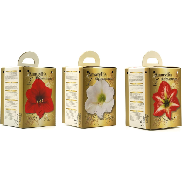 GreenBrokers Red Amaryllis Gift Kit – Bulb, Pot & Compost B1225