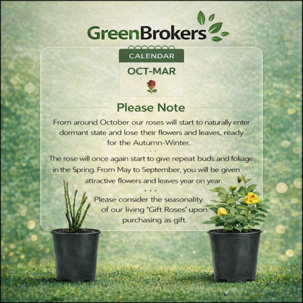 Beautiful Gift Rose - “A Rose to Say Congratulations” - Gift Wrapped - 3L Potted - Five Colour Choices 