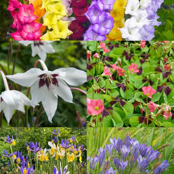 101 Bulbs Promo Pack Collection Summer Flowering Varieties Mixed Colour - GB1305