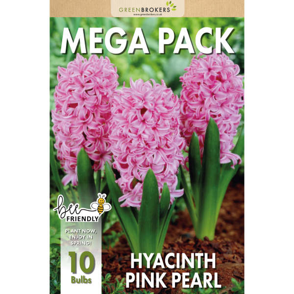 GreenBrokers Pink Hyacinth Bulbs – Pink Pearl (10 Pack), Bee-Friendly Pack B1376