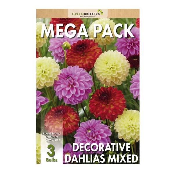 Big Buy Mega Pack Dahlia Decorative Summer Flowering Bulbs Mixed Colours (3 Bulbs) - GB1170