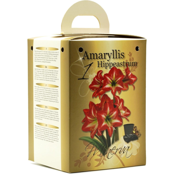 GreenBrokers Red & White Amaryllis Gift Kit – Bulb, Pot & Compost B1223