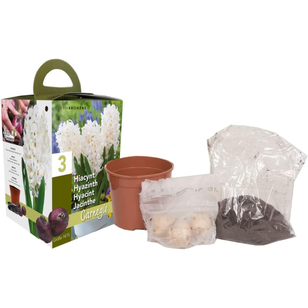 GreenBrokers White Hyacinth Gift Box – 3 Carnegie Bulbs, Pot & Compost B1379