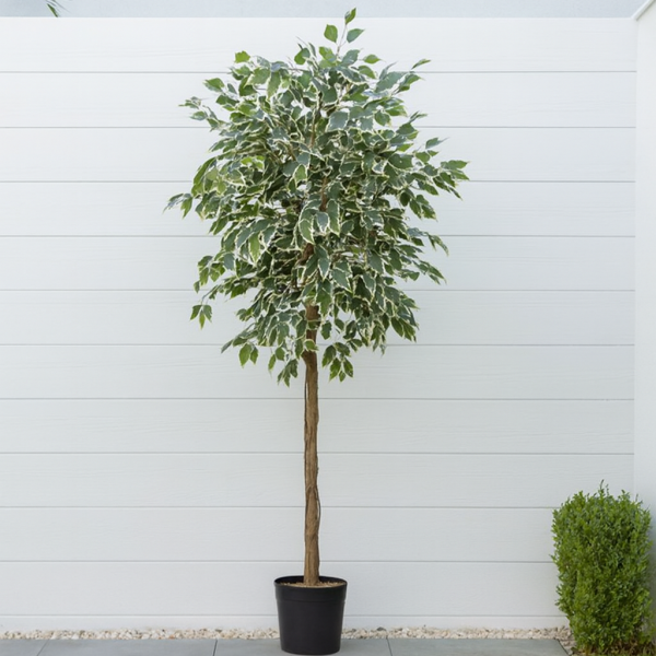 Artificial Variegated Ficus Tree 180cm/6ft - A1272