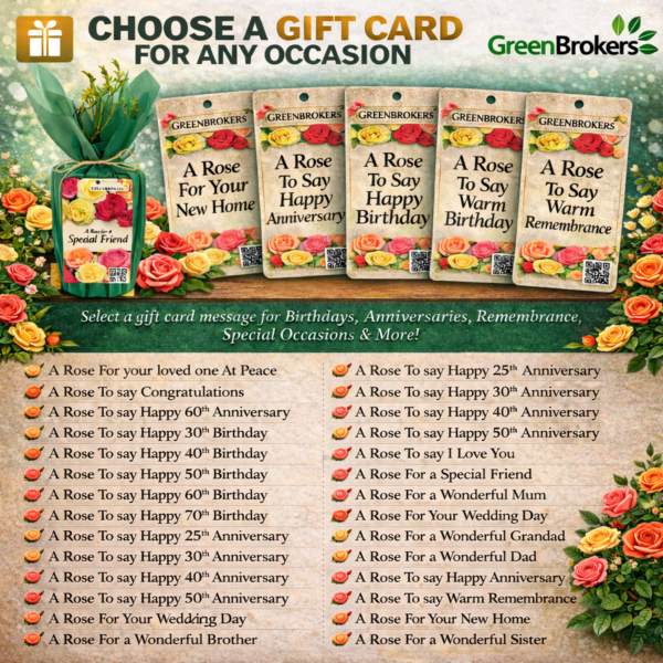 Beautiful Gift Rose - “A Rose to Say Congratulations” - Gift Wrapped - 3L Potted - Five Colour Choices 