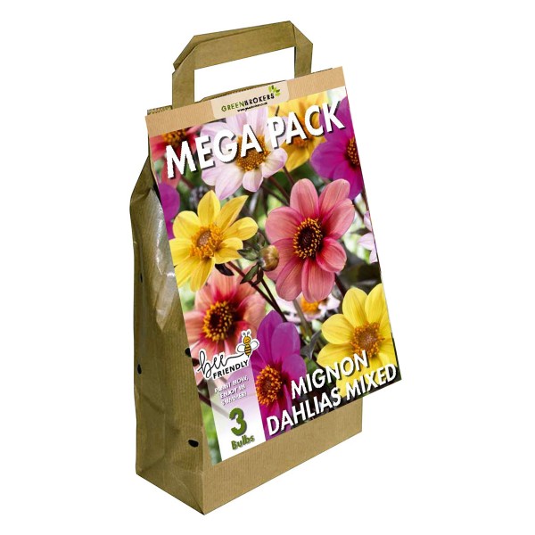 Big Buy Mega Summer Pack Mignon Dahlias Unwin Mixed (3 Bulbs) - GB1172