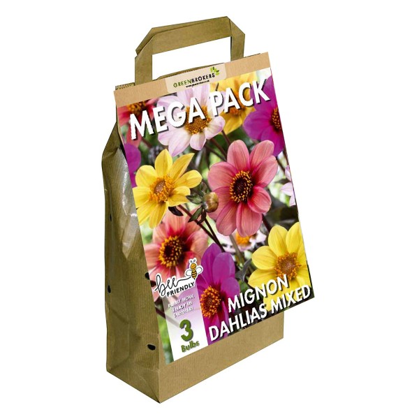 Big Buy Mega Summer Pack Mignon Dahlias Unwin Mixed (3 Bulbs)