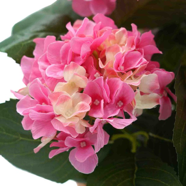 Artificial Pink Hydrangea in Black Window Box - GB1383