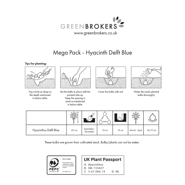 GreenBrokers Delft Blue Hyacinth Bulbs – 10 Dutch Bulbs, Bee-Friendly Gift Bag B1373