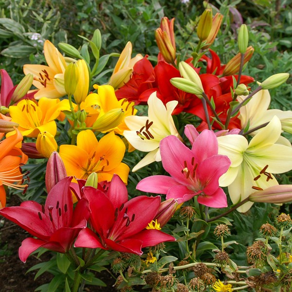Big Buy Mega Summer Pack Lilies Mixed Colours (15 Bulbs) - GB1302