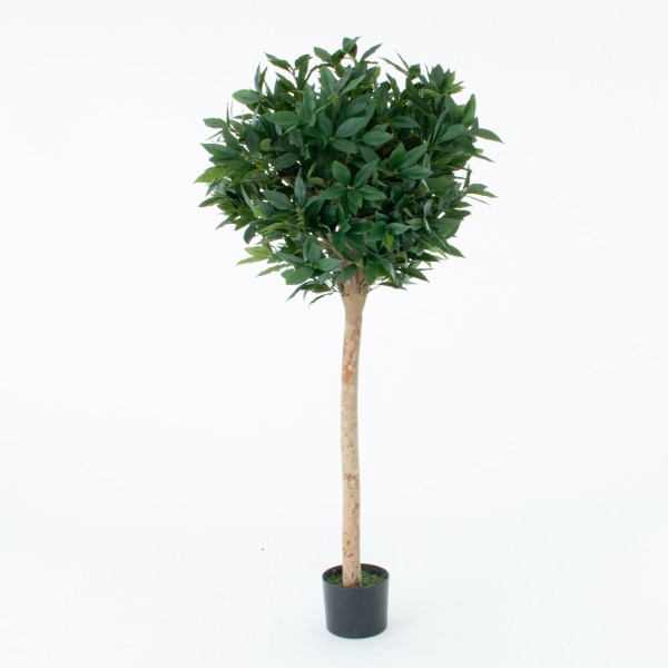 Artificial Laurel Tree With Real Wood Trunk, Natural Leaf and Brown Berries 5ft/150 cm - G1039