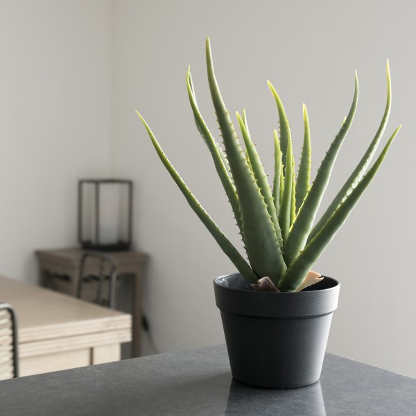 Aloe vera plant shop pot