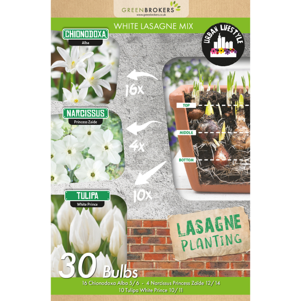 GreenBrokers White Lasagne Bulb Mix – 30 Spring Bulbs, Bee-Friendly B1203