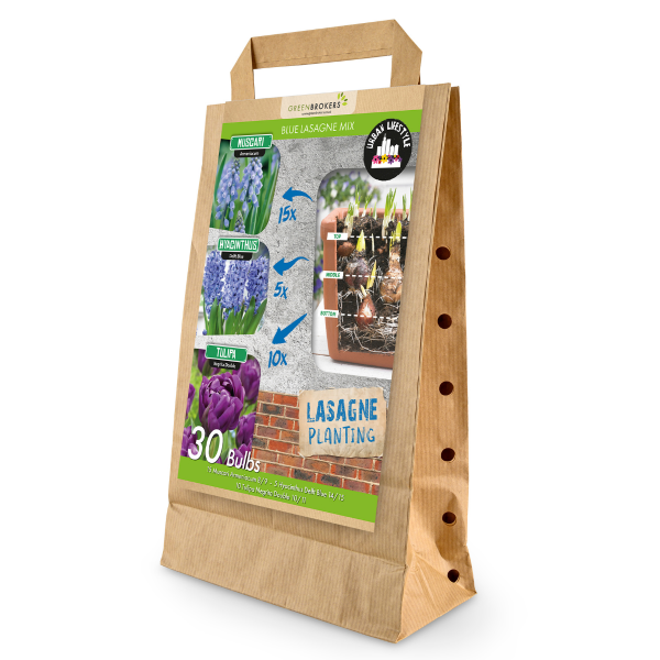 GreenBrokers Blue Lasagne Mix – 30 Spring Flower Bulbs, Bee-Friendly B1200