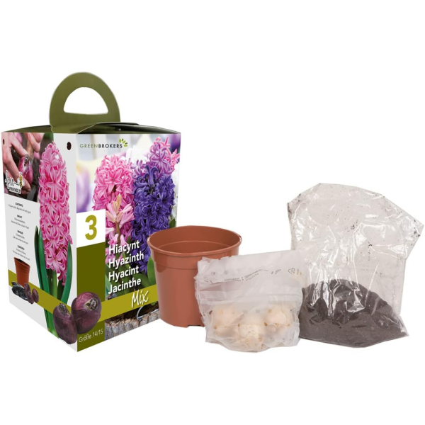 GreenBrokers Hyacinth Gift Box – 3 Mixed Bulbs, Pot & Compost, Bee-Friendly B1378