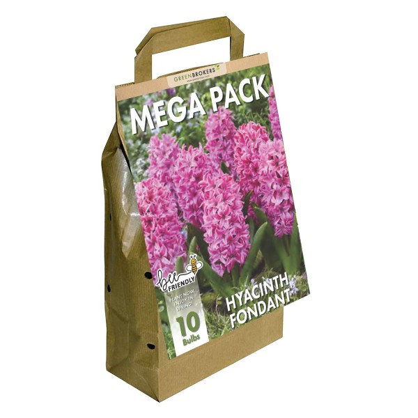 Hyacinth Mega Bag Fondant (10 bulbs) Bee Friendly