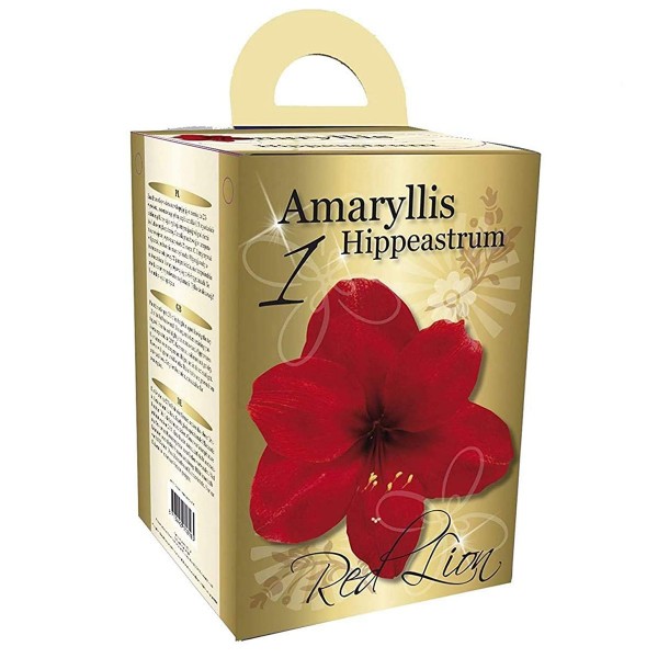 Flowering Red Amaryllis Gift Box includes Potting Compost