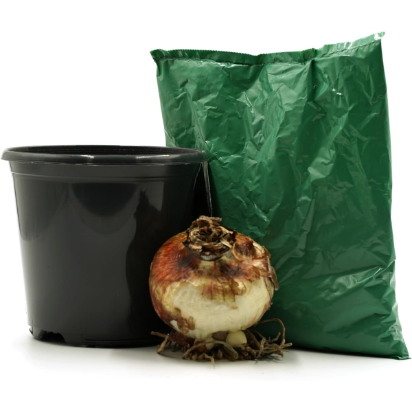 GreenBrokers Red & White Amaryllis Gift Kit – Bulb, Pot & Compost B1223