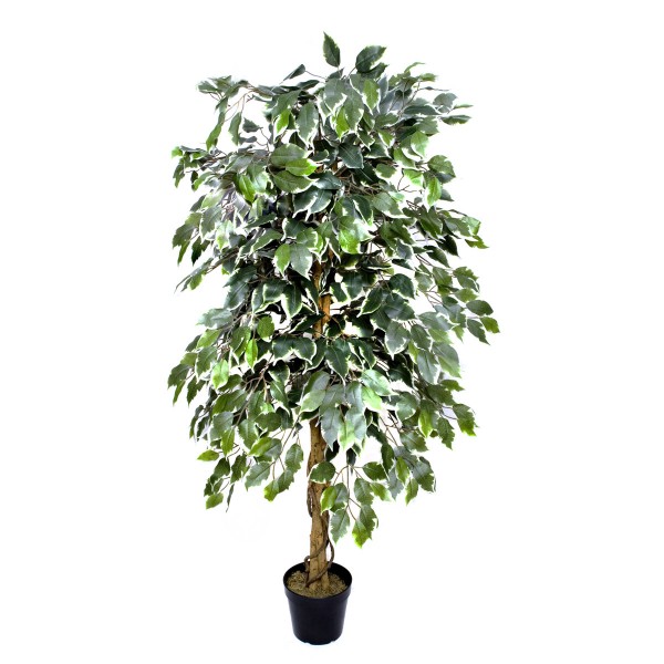 Artificial Variegated Ficus Tree Potted Plant 160cm/5ft