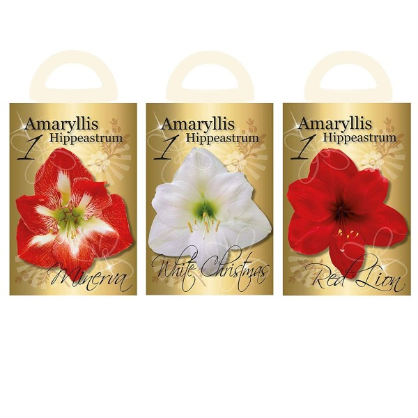 Flowering Red Amaryllis Gift Box includes Potting Compost