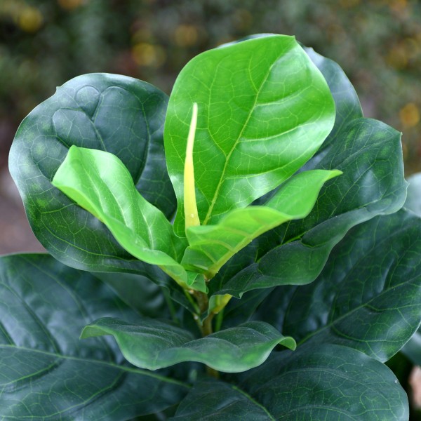 Artificial Mexican Pepper Leaf House Plant 120cm