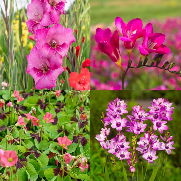 Pink Colour Collection Summer Flowering Bulbs (50 Bulbs) - GB1309