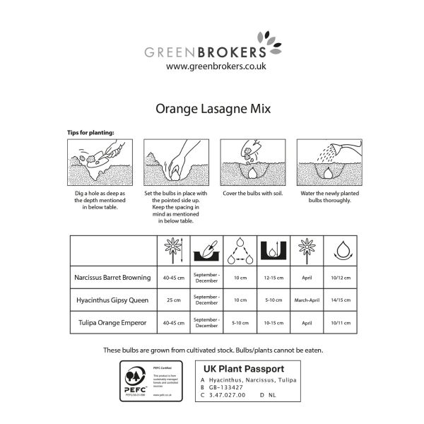 GreenBrokers Orange Lasagne Bulb Mix – 25 Spring Bulbs, Bee-Friendly - B1175