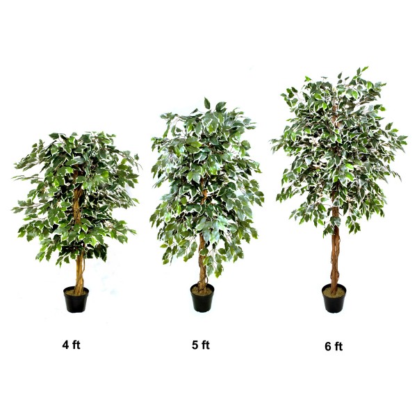 Artificial Variegated Ficus Tree Potted Plant 180cm/6ft