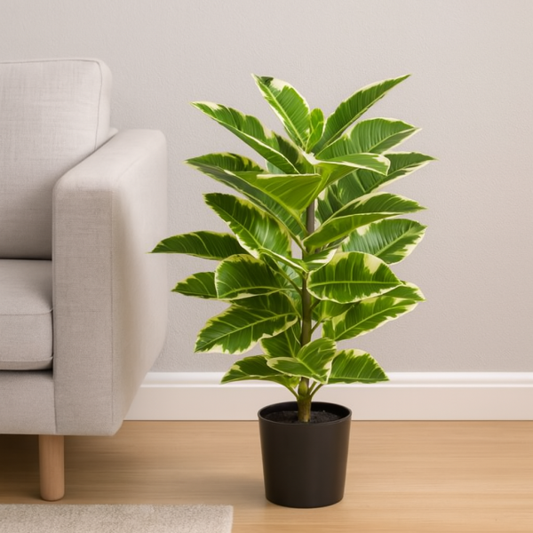 Artificial Real Touch Rubber Plant in Pot 75cm/2ft - A1131