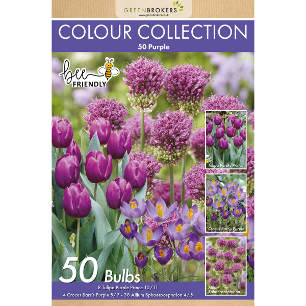 GreenBrokers Purple Colour Collection – 50 Dutch Bulbs, Bee-Friendly Mix B1215