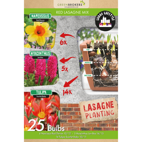 GreenBrokers Red Lasagne Mix – 25 Spring Bulbs, Bee-Friendly B1178