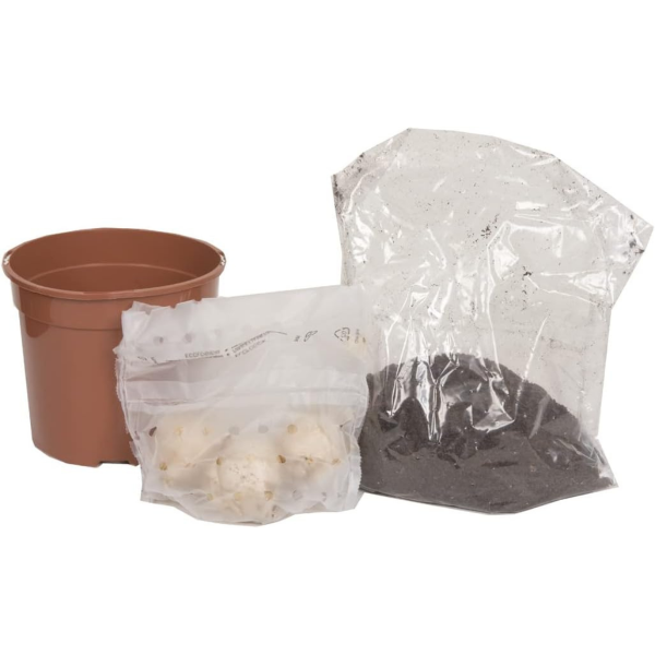 GreenBrokers Hyacinth Gift Box – 3 Mixed Bulbs, Pot & Compost, Bee-Friendly B1378